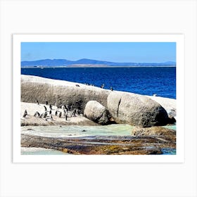 Penguins On Rocks (Africa Series) Art Print