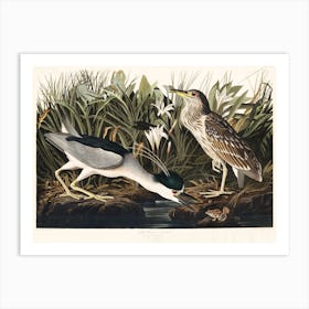 Night Heron   Birds Of America, John James Audubon Art Print