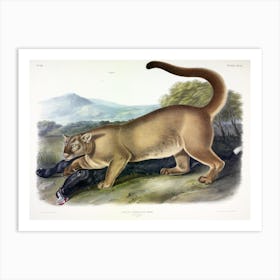 Cougar, John James Audubon Art Print