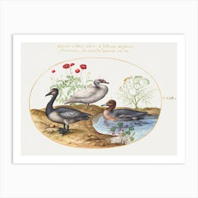 Geese With Poppies And Cyclamen (1575–1580), Joris Hoefnagel Art Print