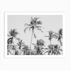 Black And White Palm Trees Art Print