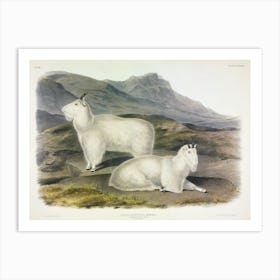 Rocky Mountain Goat, John James Audubon Art Print