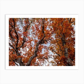 Vibrant red maple leaves in the Fall Art Print