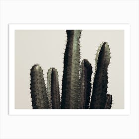 Indoor Cactus Art Print