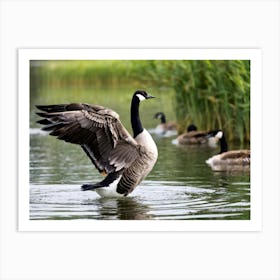 Canadian Geese 32 Art Print