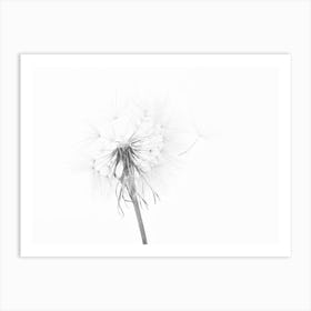 Dandelion Seeds Art Print