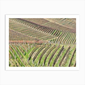 Langhe Rolling Vineyards in Early Spring. Langhe, Italy. An aerial view of beautifully contoured vineyards, showcasing rows of neatly planted vines stretching across rolling hills. The alternating shades of green and earthy tones create a mesmerizing pattern, highlighting the precision and artistry of vineyard cultivation. This serene landscape captures the essence of rural life in a wine-producing region. 5 Art Print