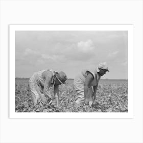 Southeast Missouri Farms, Fsa (Farm Security Administration) Clients Picking String Beans In Field By Russell Lee Art Print