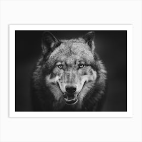 Wolf In Black And White Art Print