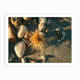 Beach Spinifex with Pebbles Art Print