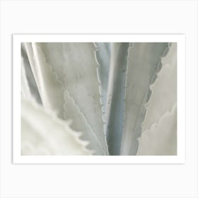 Green Agave Plant Art Print