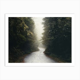 Redwoods Forest Road - National Park Art Print