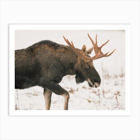 Migrating Moose Art Print