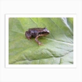 Frog On Leaf Art Print