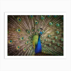 Peacock Art Print