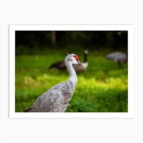 Sandhill Crane Art Print