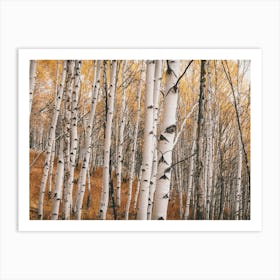 Aspen Tree Forest Art Print