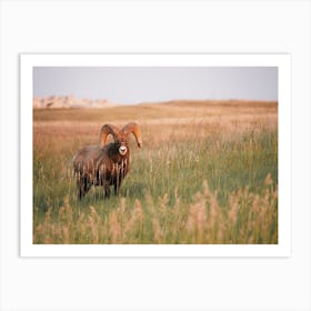 Desert Bighorn Sheep Art Print
