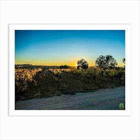 Sunset In The Vineyard 202312021800110pub Art Print