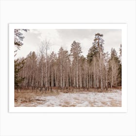 Pacific Northwest Winter Trees Art Print