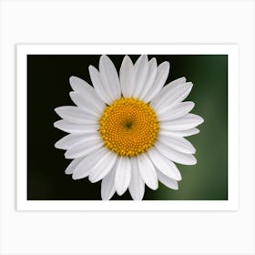 White daisy in spotlights | Nature Photography | Minimal Art Art Print