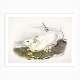 Northern Hare, Winter, John James Audubon Art Print