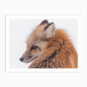 Red Fox In Snow Art Print