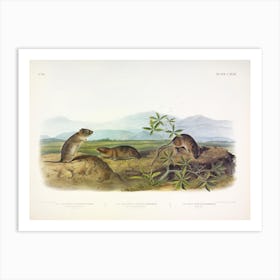 Bank Rat, John James Audubon Art Print