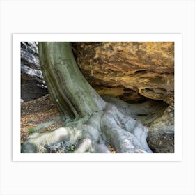Tree and its strong roots in the Elbe Sandstone Mountains Art Print