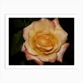 Yellow Rose Art Print