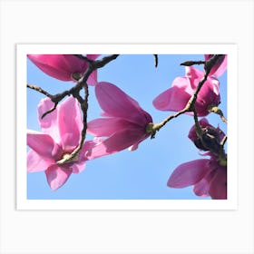 Magnolia Tree Affiche