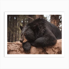 Sleeping Bear Art Print