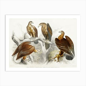 Collection Of Various Eagles, Oliver Goldsmith Art Print