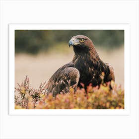 Golden Eagle Art Print