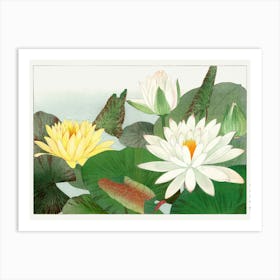 Water Lilies Art Print