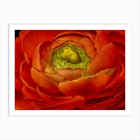 Orange Peony Art Print