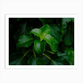 Green Leafs // Nature Photography  Art Print