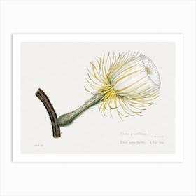 Snake Cactus, Familie Der Cacteen Art Print