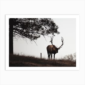 Elk On Hillside Art Print