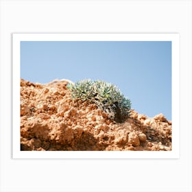 Succulent // Ibiza Nature Photography Art Print