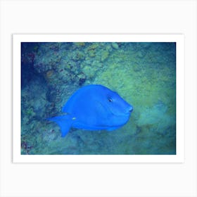 Blue Tang Art Print