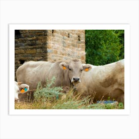 Relaxed cows 202308161249131rt1pub Art Print