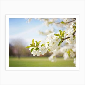 Blossoming Apple Tree 2 Art Print