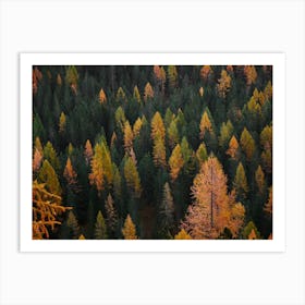 Autumn Pine Forest Art Print