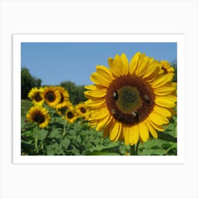 Sunflowers In A Field Art Print