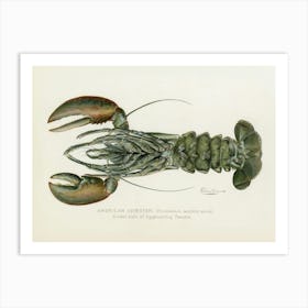 Vintage American Female Lobster Lithograph Print by Denton Remastered From the Commissioners of Fisheries, Game and Forests of the State of New York 1899 Art Print