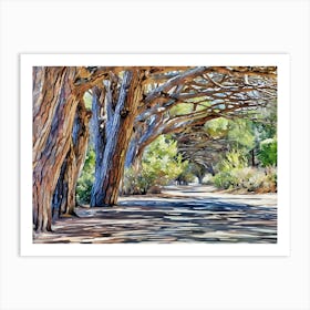 Sunlit Forest Path. This image depicts a sunlit forest path lined with tall, gnarled trees. The trees' branches form a natural archway overhead, casting intricate shadows on the ground. The scene is vibrant with shades of green from the surrounding foliage and the warm tones of the tree bark, creating a serene and inviting atmosphere. Art Print