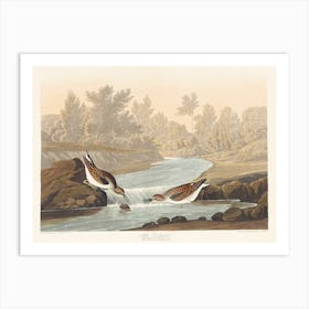 Little Sandpiper, Birds Of America, John James Audubon Art Print