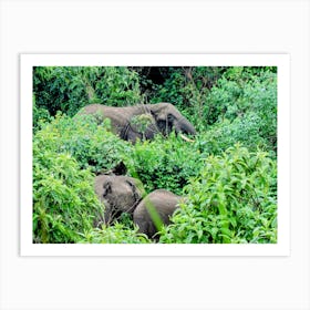 Elephants In The Bush Ngorongoro Conservation Area, Tanzania (Africa Series) Art Print