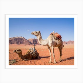 Camels In The Desert Jordan Art Print